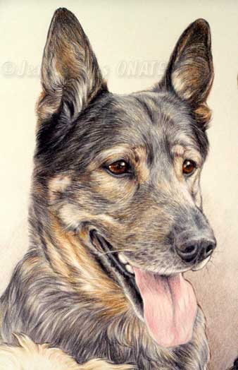 Berger allemand Kodix en portrait